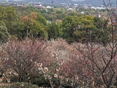 -香雪海