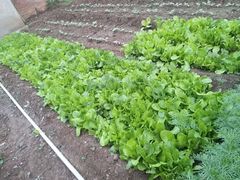 -荣德灶台鱼(圣泉寺店)