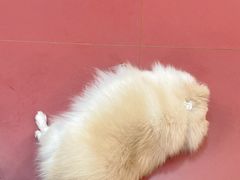 -和它·交个朋友·狗咖猫咖(爱琴海店)