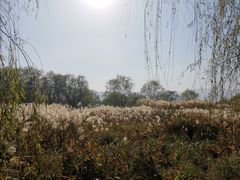 -长兴太湖图影湿地文化园
