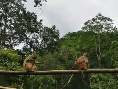 -西双版纳原始森林公园