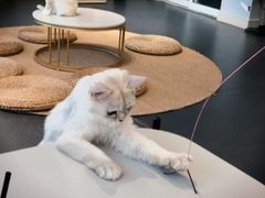 -Heymao猫咖.咖啡厅(东门店)