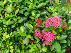 -南国桃园旅游度假区