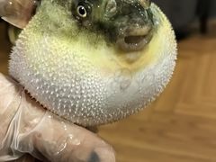 -肆月河豚·新淮扬(金融街店)