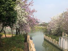 -海珠湖公园