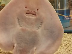 -上海海洋水族馆