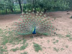 -北京野生动物园