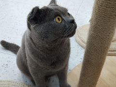 -喵园·猫主题咖啡厅·撸猫·猫咖(国贸店)