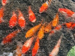 -昆山城市生态森林公园