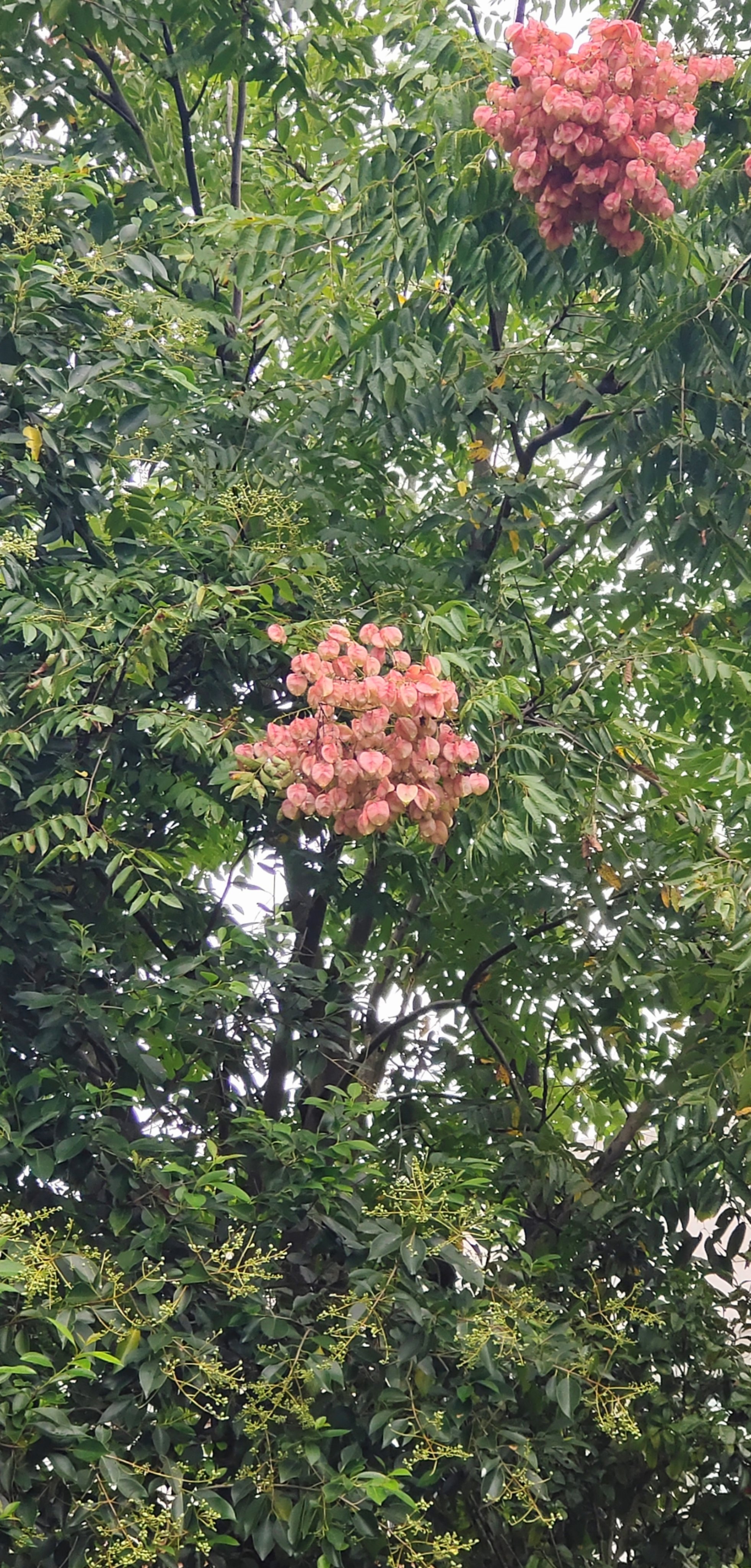 台湾栾树