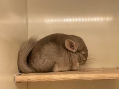 -龙猫仔乐园(惠福东路店)