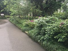 -大渡口区义渡公园