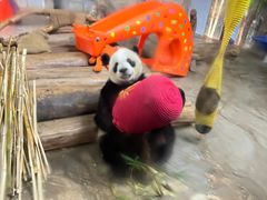 -海南热带野生动植物园