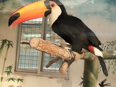 -西霞口神雕山野生动物世界