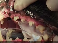 -嘉馨宠物医院·CT影像转诊·心脏科·犬猫全科诊疗中心(下沙大学城院区)