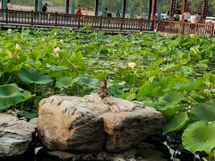 -莲花池公园