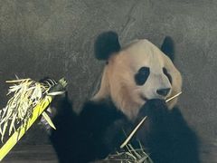 -中国大熊猫保护研究中心雅安碧峰峡基地