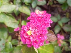 -西湖风景区-江洋畈生态公园