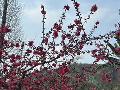 -桃源山庄·水蜜桃采摘·柴火鸡·烧烤团建(龙泉山店)