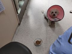 -谐和贝康宠物医院24小时·宠保定点(急重症转诊中心)