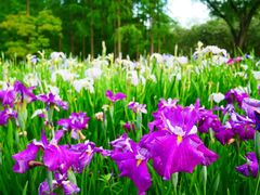 -上海共青森林公园