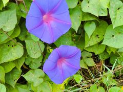 -中国天府农业博览园