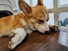 -柯斗斗主题餐厅·狗咖·围炉煮茶·茶饮(国瑞升平里店)