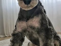 -读宠于你·约克夏比熊·睫角守宫·爬宠售卖(高新店)