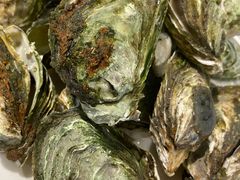 -南蚝小贝海鲜特色餐厅(南澳岛店)