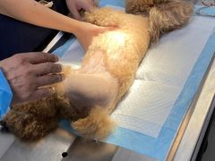 -关爱动物医院·心脏·中兽医·异宠(金牛路分院)