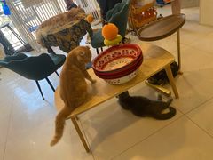-平行世界·猫咖(首经贸店)