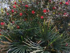 -南宁花花大世界景区