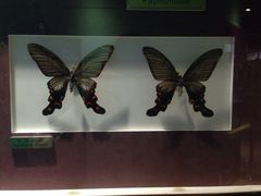 -上海昆虫博物馆