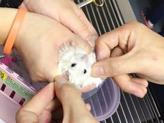 -爱侣宠医·鹦鹉专科·小型哺乳类·异宠专科(灵石路店)