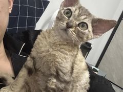-momokira米努特·德文卷毛猫·棉花面纱犬