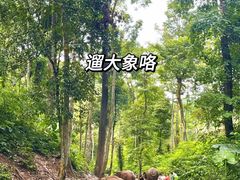 -野象谷景区