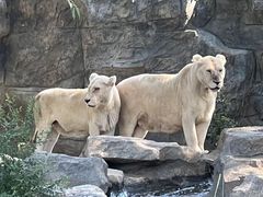 -北京野生动物园