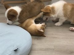 -浣熊柯尔鸭土拨鼠·电玩咖