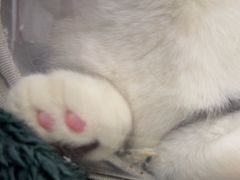-瑞鹏宠物医院·微创内窥镜·骨外科·牙科(翠竹分院)
