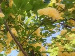 -顾村公园3号门停车场