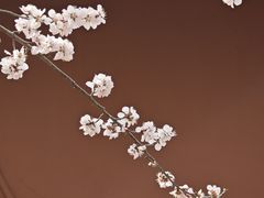 -桃花堤公园