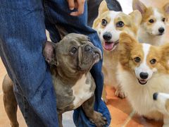 -柯斗斗主题餐厅·狗咖·围炉煮茶·茶饮(国瑞升平里店)