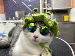 -车接车送·寄养洗护·德文猫舍(大宁店)