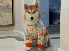 -翊宠yipet猫狗购宠庄园犬舍•猫舍