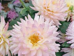 -北京华联合肥长江西路购物中心