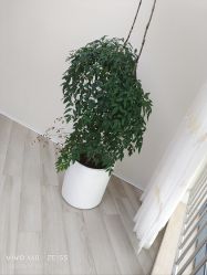 -HEYAN荷妍专业脱毛连锁机构