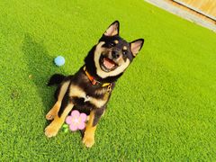 -北京京卫宠物寄养训练中心