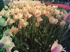 -石家庄市植物园