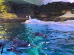 -新加坡飞禽公园