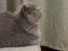 -猫大福·Fortune Cat猫舍(百子湾店)